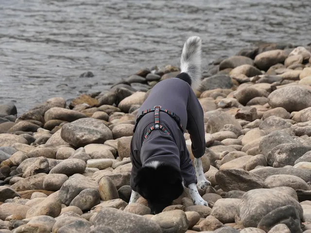 小狗和小馬一起低頭可愛鼠了！