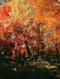 11.28上海賞楓天花板調色盤美哭