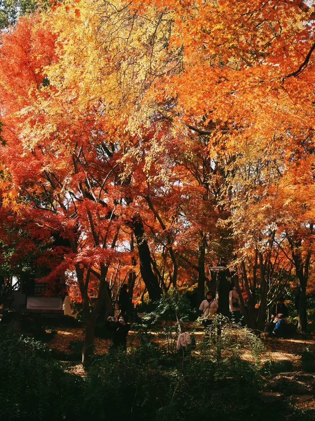 11.28上海賞楓天花板調色盤美哭 11.28上海賞楓天花板調色盤美哭