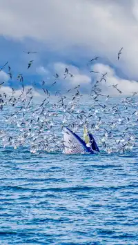 放棄三亞了 去潿洲島追鯨魚了