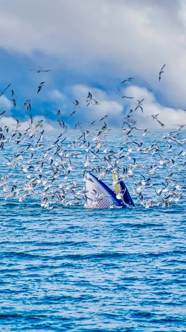 放棄三亞了 去潿洲島追鯨魚了 放棄三亞了 去潿洲島追鯨魚了