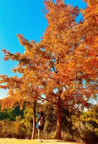大棠楓香林.你沒看錯.這是香港的楓葉林喔