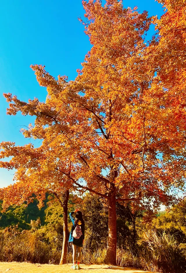 大棠楓香林.你沒看錯.這是香港的楓葉林喔 大棠楓香林.你沒看錯.這是香港的楓葉林喔
