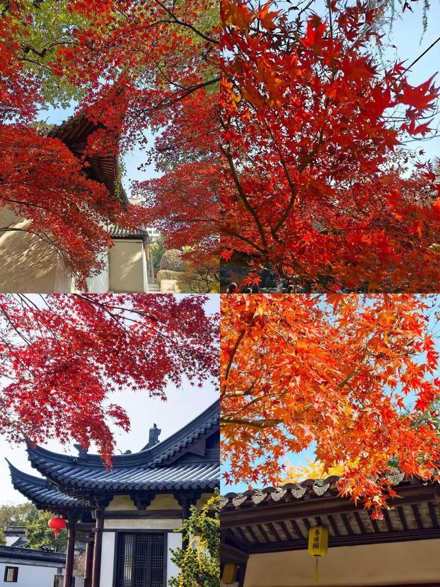 上海1小時直達,虞山真的太香了! 上海1小時直達,虞山真的太香了!