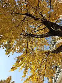 杭州清吟街|秋冬限定的金色浪漫