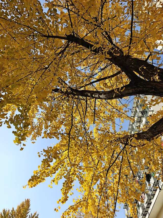 杭州清吟街|秋冬限定的金色浪漫 杭州清吟街|秋冬限定的金色浪漫