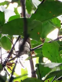 雲南觀鳥⑩｜野象谷沒有野象 但有蜂猴