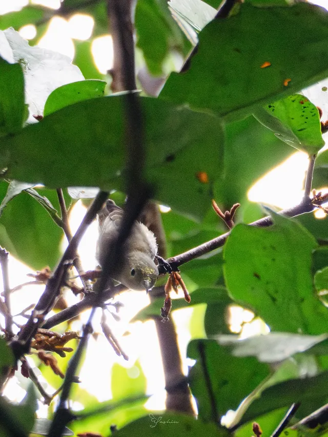 雲南觀鳥⑩｜野象谷沒有野象 但有蜂猴
