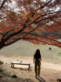 上海植物園紅葉撿秋墜美機位