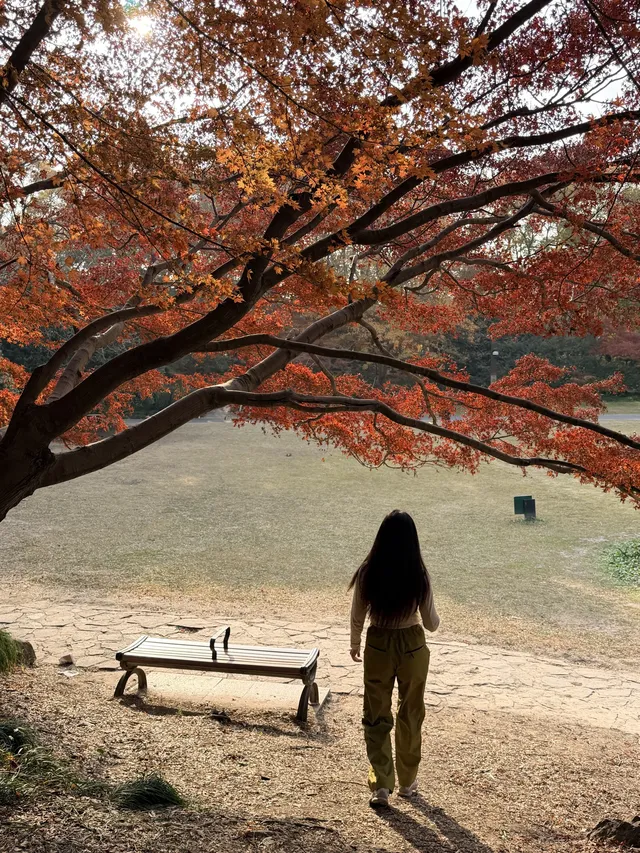 上海植物園紅葉撿秋墜美機位