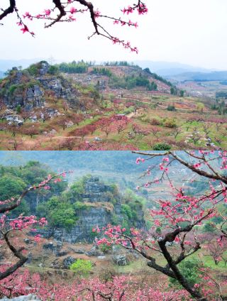 Peach Blossoms Still Smile at the Spring Breeze @ Lianping Peach Blossoms