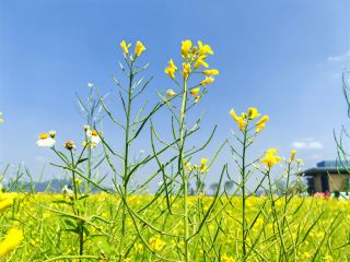 Weekend Day Trip to Conghua: See Rapeseed Flowers and Enjoy Sunflowers
