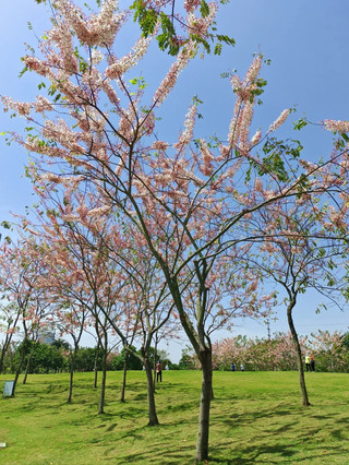 保定美倫美ホテル:桜と詩情あふれる春が一度に楽しめる場所!