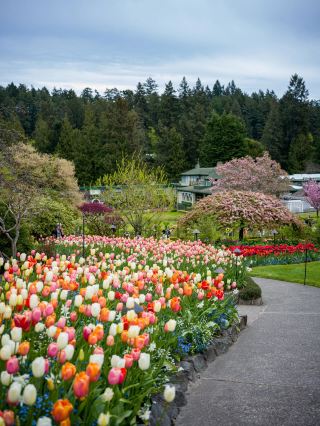 Spring Stroll and Flower Viewing in West Vancouver｜Complete Guide to Butchart Gardens, the Palette Spilled on Earth