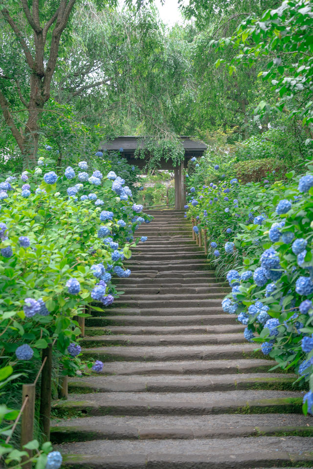 紫陽花盛開無盡夏!這個庭院真的太好拍了