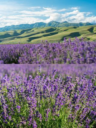 花海ナラティ｜千畝の花畑が咲き誇る、新疆で最も美しい花海の秘境