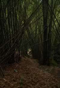 汕尾隱秘仙境！蓮花山腹地的絕美瀑布秘境