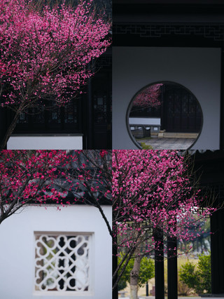 A melody of romance, unknown to the world, carries a faint fragrance on the breeze. The evening breeze holds a secret. Moonlight paints flower shadows on the wall; though the plum branches are not seen, a wisp of moonlight...