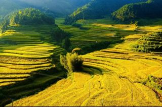 หลีกเลี่ยงฝูงชนตามสถานที่ท่องเที่ยวชื่อดังในช่วงวันหยุดวันชาติ! นาขั้นบันไดเถาหยวนในเมืองซุยฉวน มอบประสบการณ์ที่ช่วยเยียวยาจิตใจอย่างแท้จริง ด้วยนาข้าวสีทองอร่ามในฤดูใบไม้ร่วงและทะเลหมอก