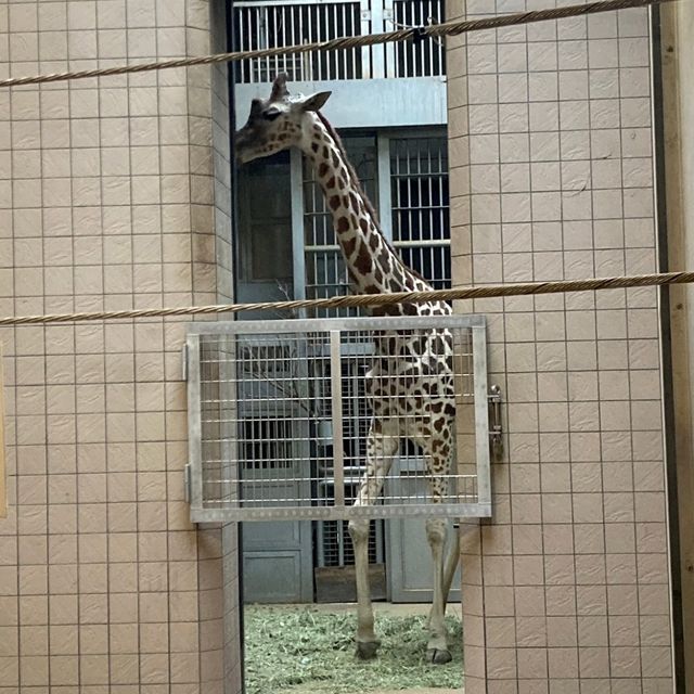 まるでサバンナ？天王寺動物園