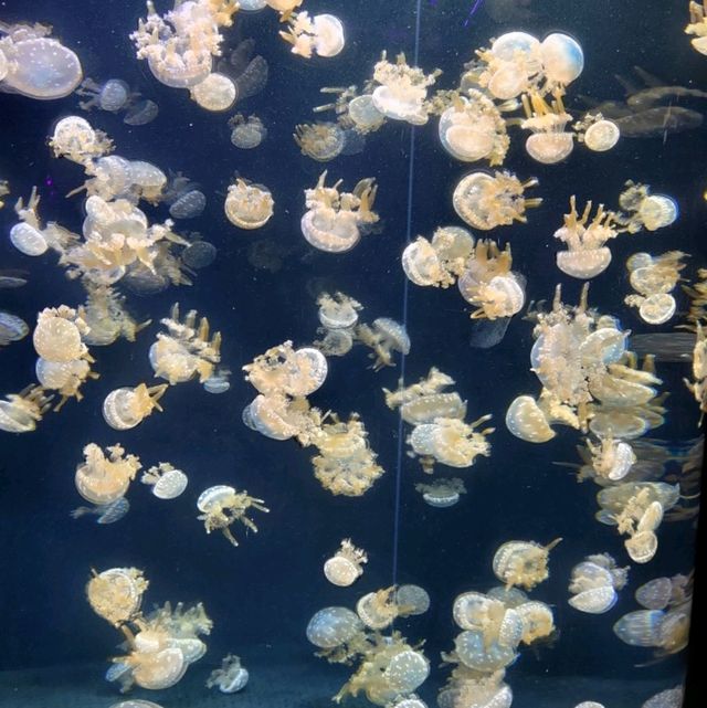 Lots of Marine Animals