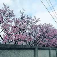 平菁街42巷-櫻花季！