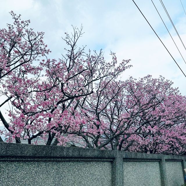 平菁街42巷-櫻花季！