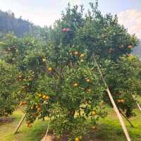 สวนส้มชไมพร🍊🍊