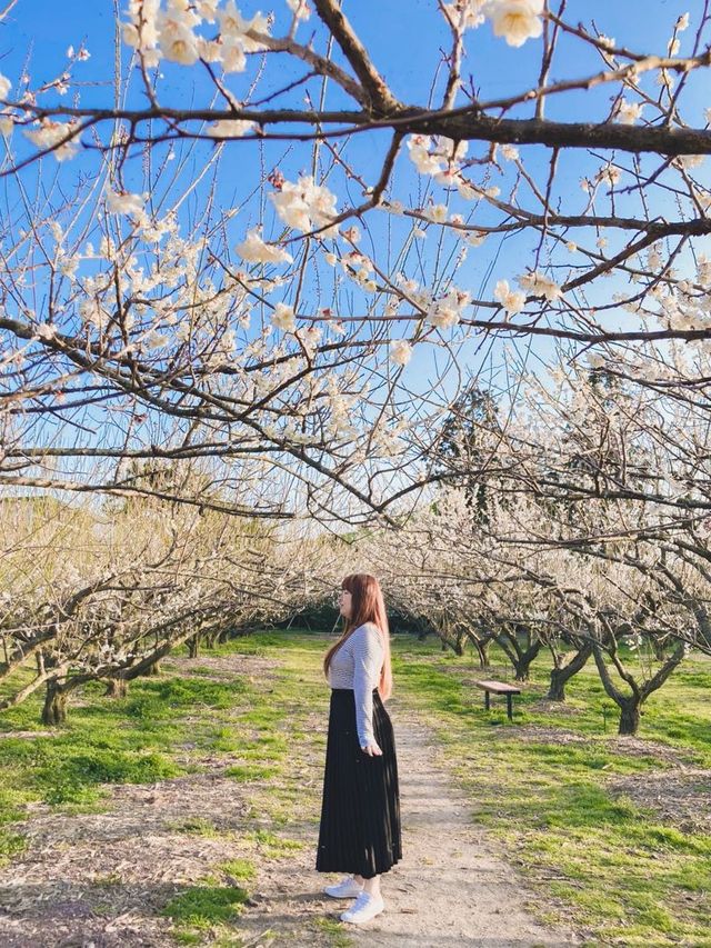 봄 제주 여행, 매화와 유채꽃을 한번에🌼