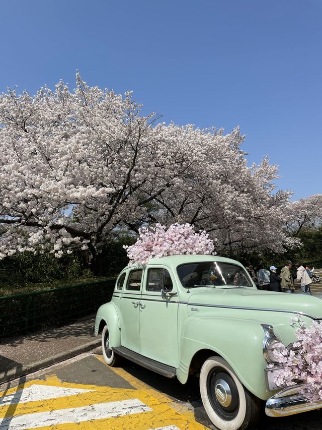 이월드 벚꽃 세상에 초대합니다🌸