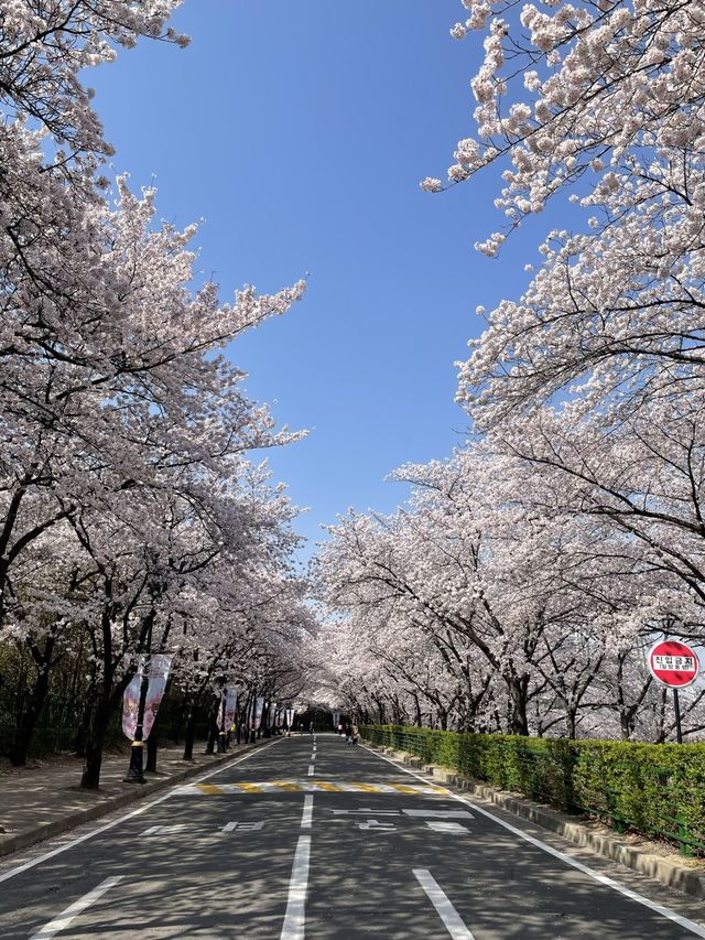 이월드 포토존 사진 남기기 꿀팁!🌸
