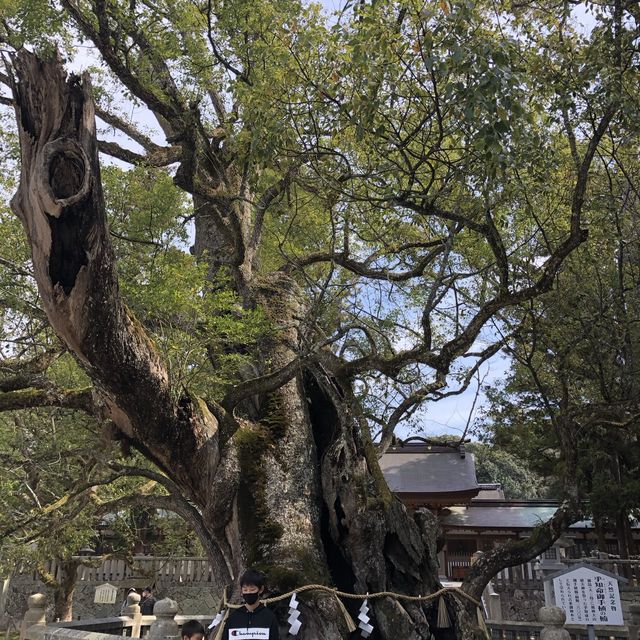 大山祇神社サマ✨