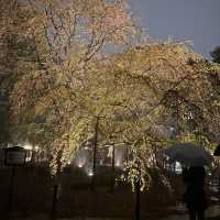 六義園夜櫻