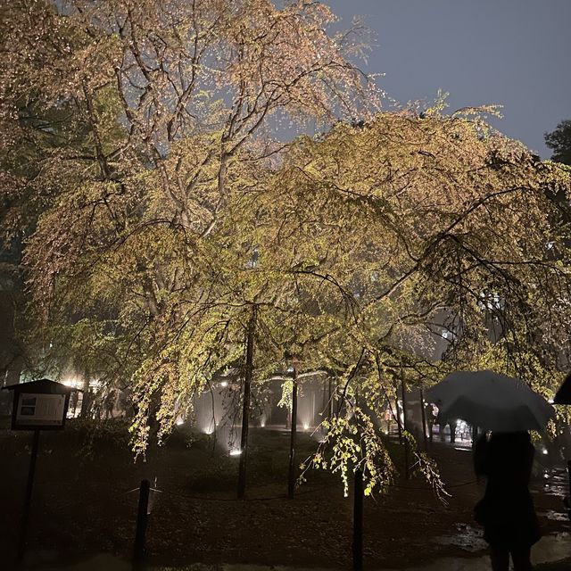 六義園夜櫻