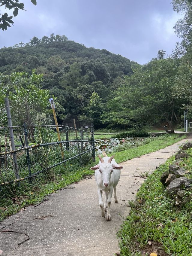 Hiking route from Tsuen Wan for nice view & food