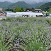 【ペットとお出かけ】ラベンダーまつり開催中の大石公園へ！