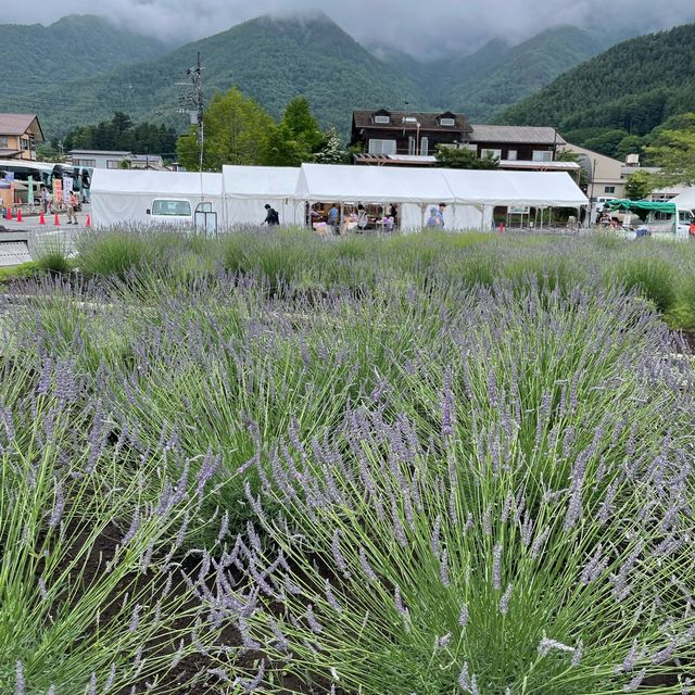 【ペットとお出かけ】ラベンダーまつり開催中の大石公園へ！