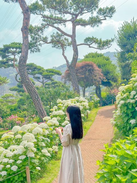 오늘자 실시간 청주 수국 맛집🌸🩵