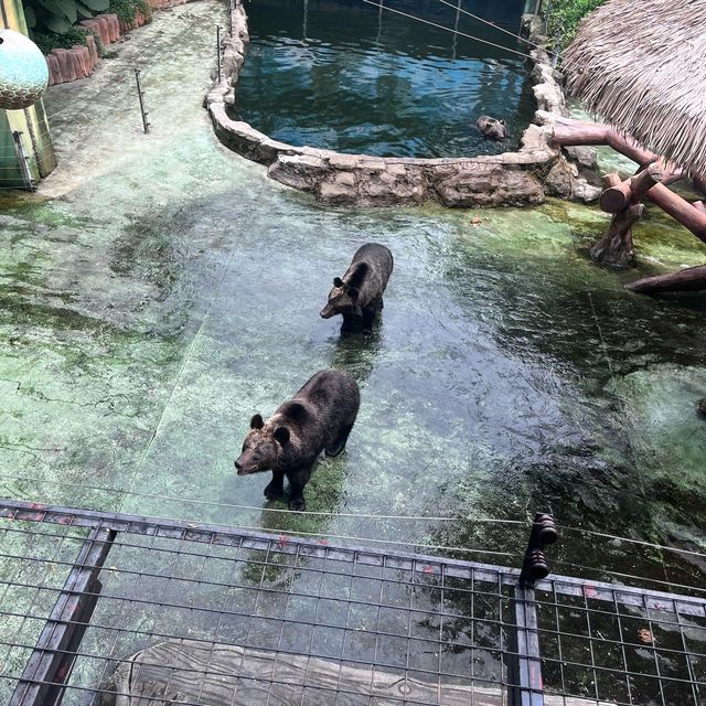 適合一家大細的深圳動物園