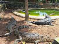 Melaka Crocodile Farm ✨