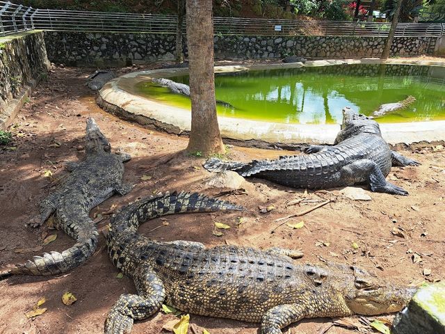 Melaka Crocodile Farm ✨