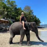 Elephant Swims @Lucky Beach, Tri Trang