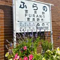 Furano the town of Flower 🌼🪻