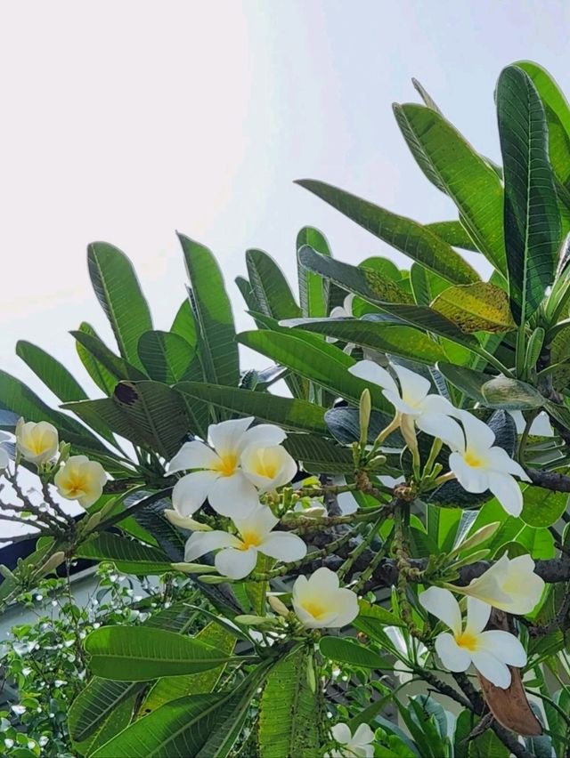 🇵🇭 물개라면 세부에서 여기 🦭 플랜테이션베이