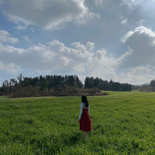 제주의 초록빛🌿 아침미소목장🐄