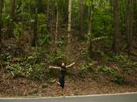 Hanging bridge + Cebu's man made forest