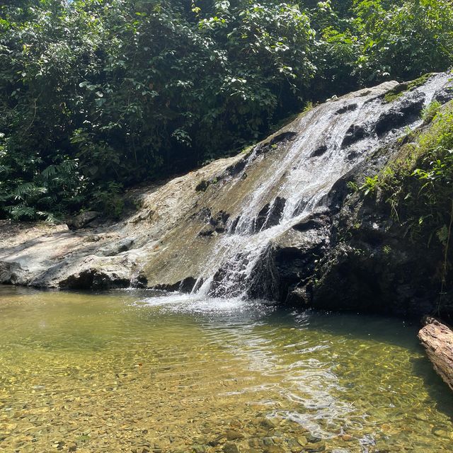 Virgin Forest - Danum Valley