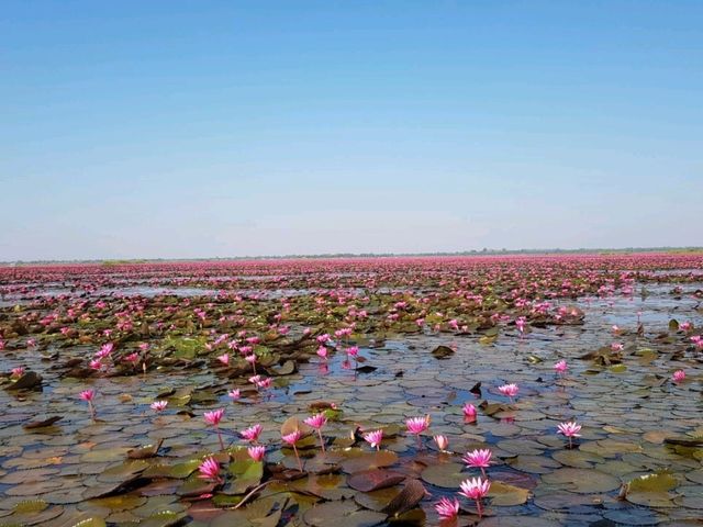 ทะเลบัวแดง กุมภวาปี