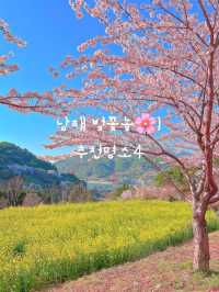 남해 벚꽃명소 4