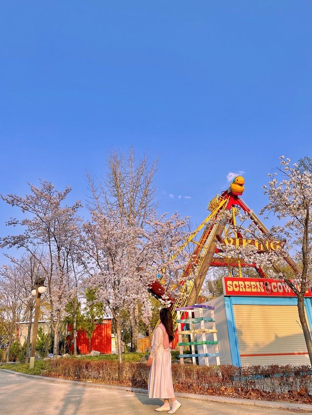 동화 속에 온 듯한 벚꽃뷰 놀이공원 🎡🌸